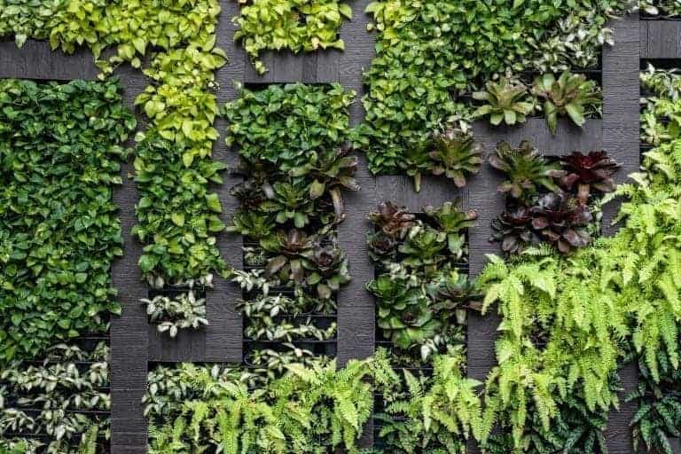 A designer living wall planted with different shades of green plants